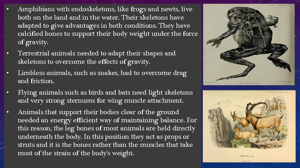  • Amphibians with endoskeletons, like frogs and newts, live both on the land