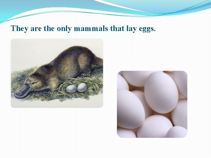 They are the only mammals that lay eggs. 