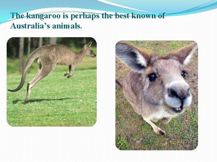 The kangaroo is perhaps the best known of Australia’s animals. 