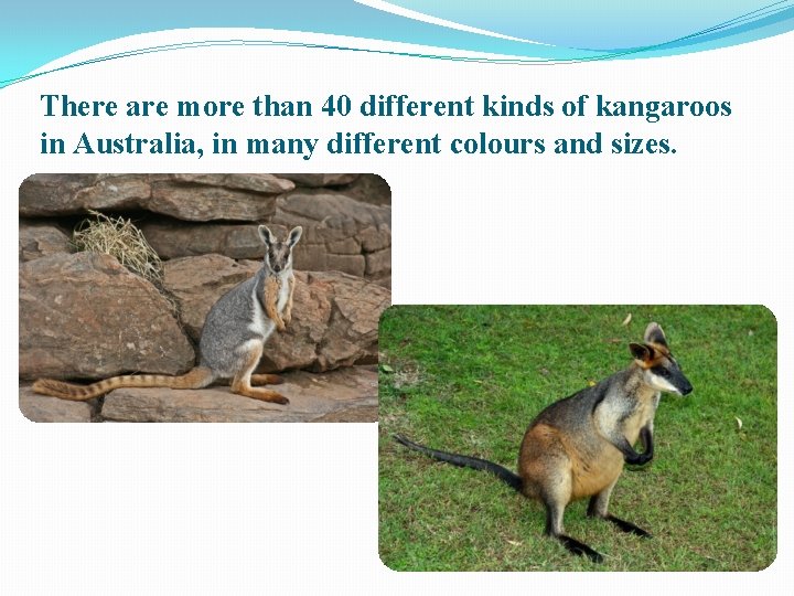 There are more than 40 different kinds of kangaroos in Australia, in many different