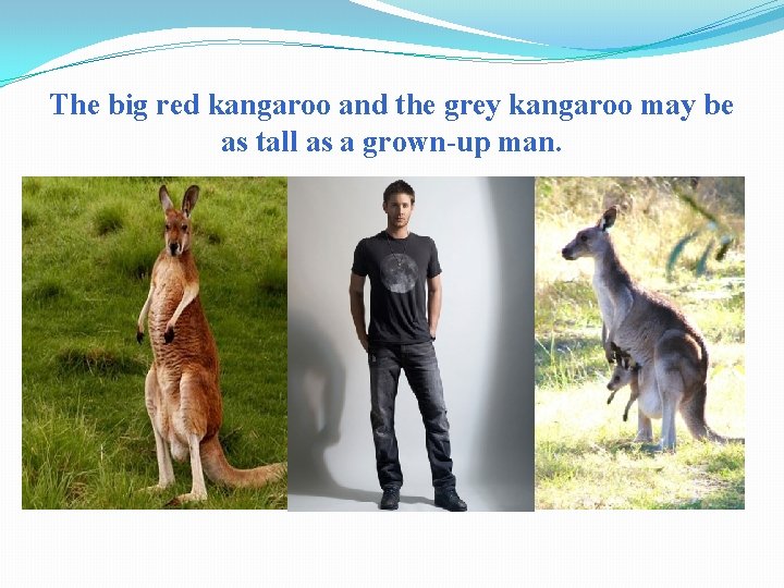 The big red kangaroo and the grey kangaroo may be as tall as a