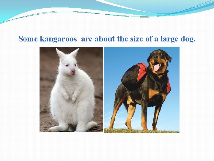 Some kangaroos are about the size of a large dog. 
