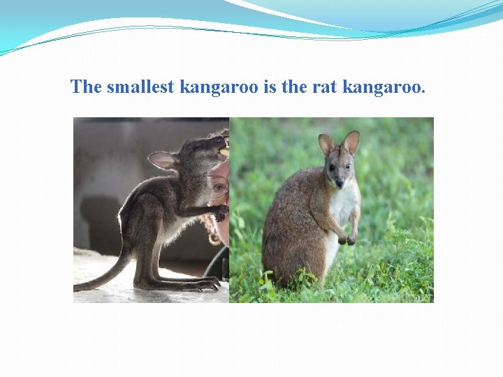 The smallest kangaroo is the rat kangaroo. 