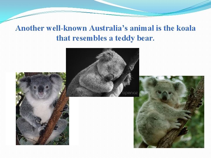 Another well-known Australia’s animal is the koala that resembles a teddy bear. 