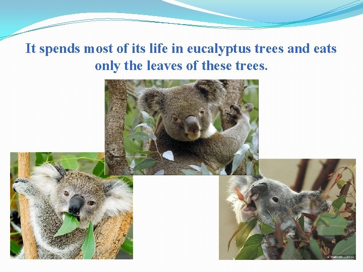 It spends most of its life in eucalyptus trees and eats only the leaves