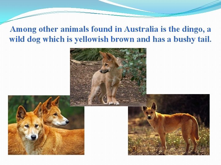 Among other animals found in Australia is the dingo, a wild dog which is