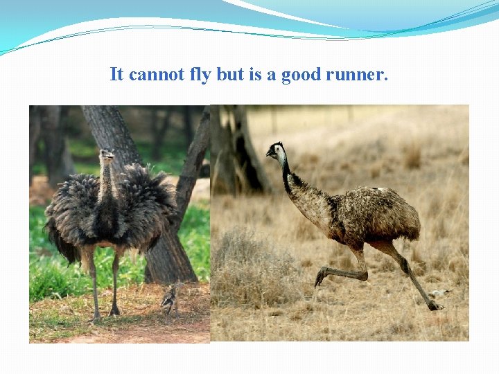 It cannot fly but is a good runner. 