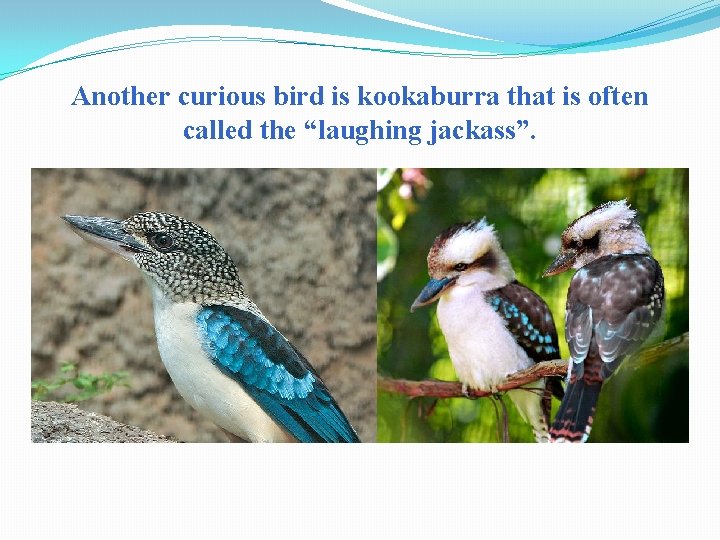 Another curious bird is kookaburra that is often called the “laughing jackass”. 