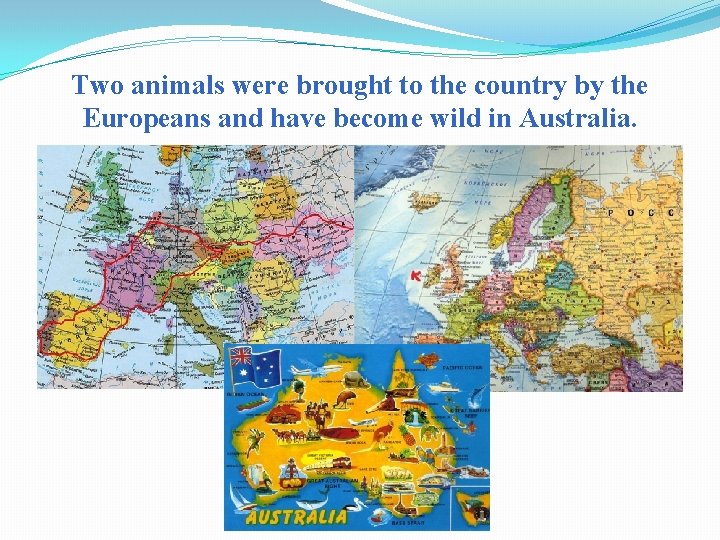 Two animals were brought to the country by the Europeans and have become wild