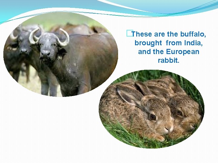 �These are the buffalo, brought from India, and the European rabbit. 