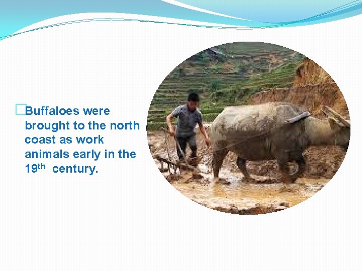 �Buffaloes were brought to the north coast as work animals early in the 19