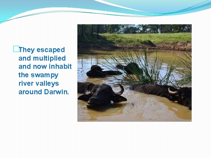 �They escaped and multiplied and now inhabit the swampy river valleys around Darwin. 