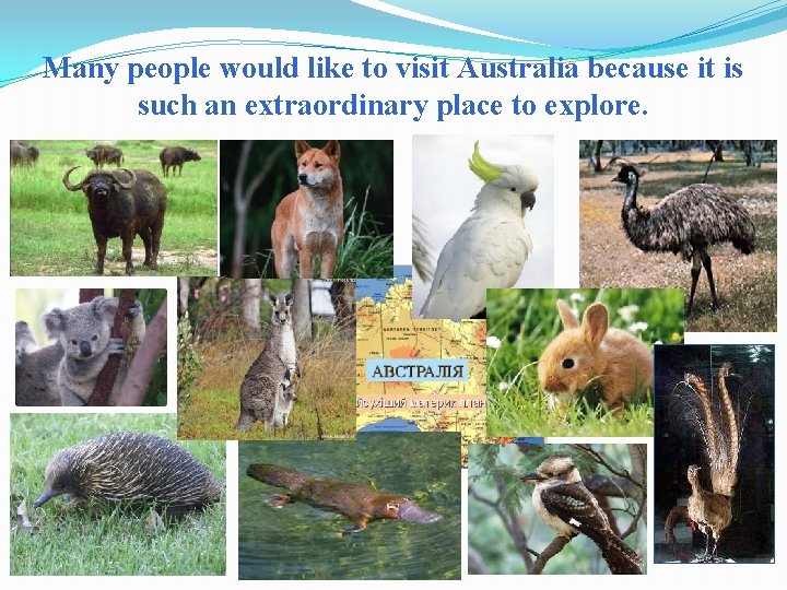 Many people would like to visit Australia because it is such an extraordinary place