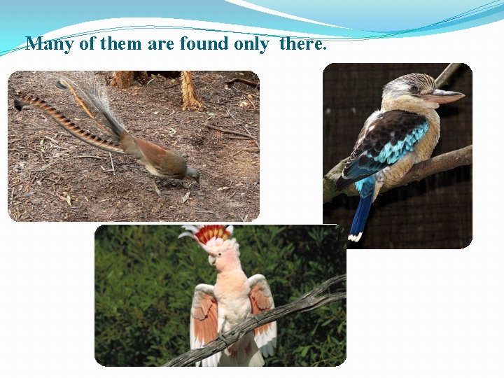 Many of them are found only there. 