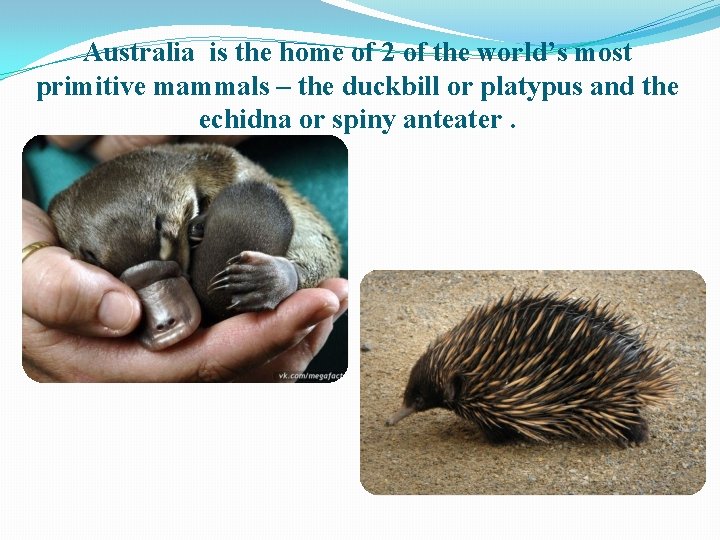Australia is the home of 2 of the world’s most primitive mammals – the