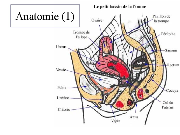 Anatomie (1) 
