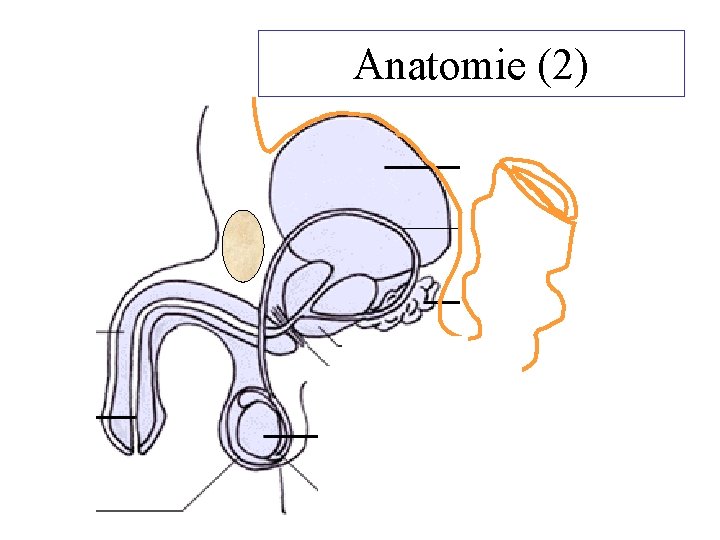 Anatomie (2) 