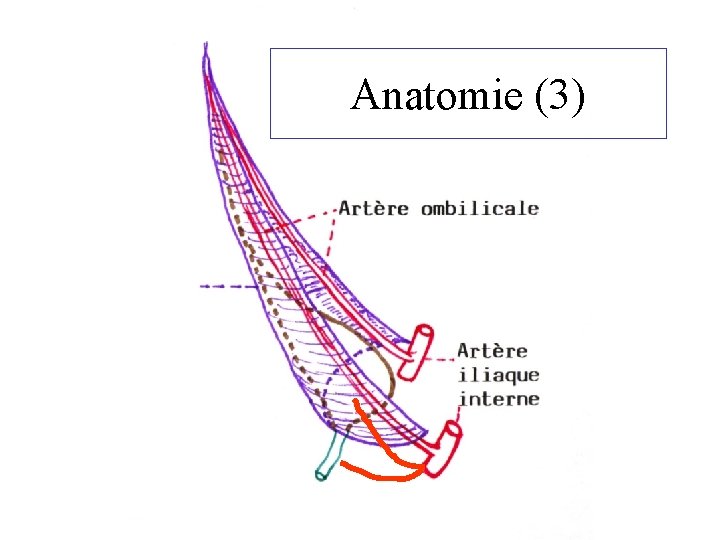 Anatomie (3) 