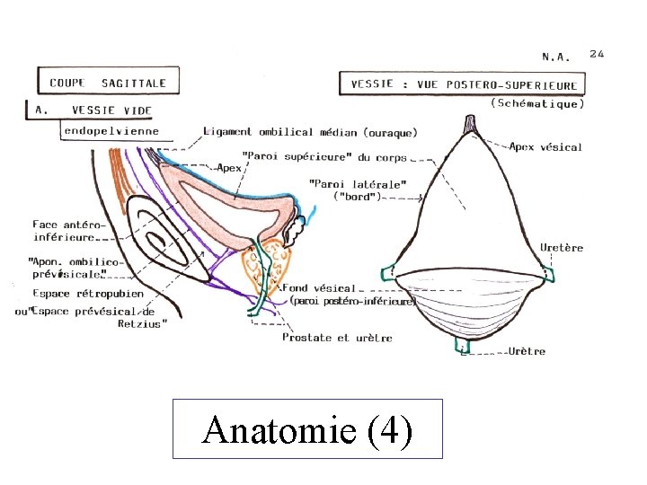 Anatomie (4) 