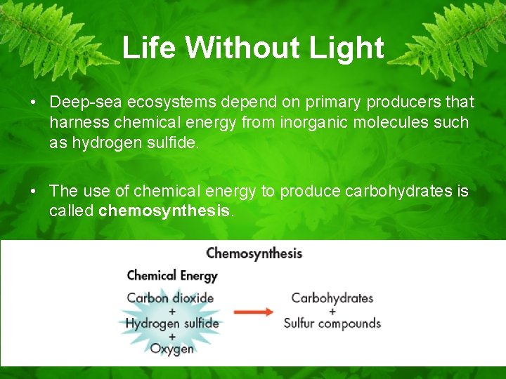 Life Without Light • Deep-sea ecosystems depend on primary producers that harness chemical energy