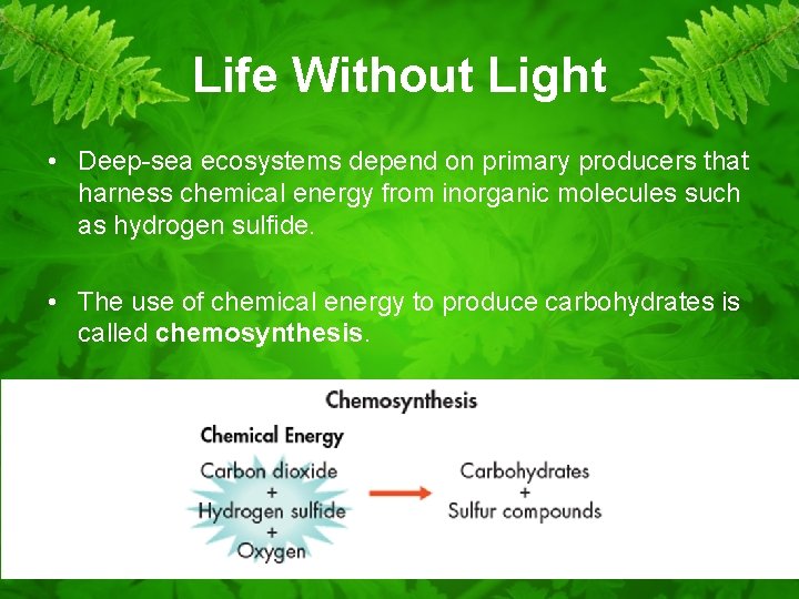 Life Without Light • Deep-sea ecosystems depend on primary producers that harness chemical energy