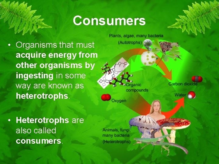 Consumers • Organisms that must acquire energy from other organisms by ingesting in some