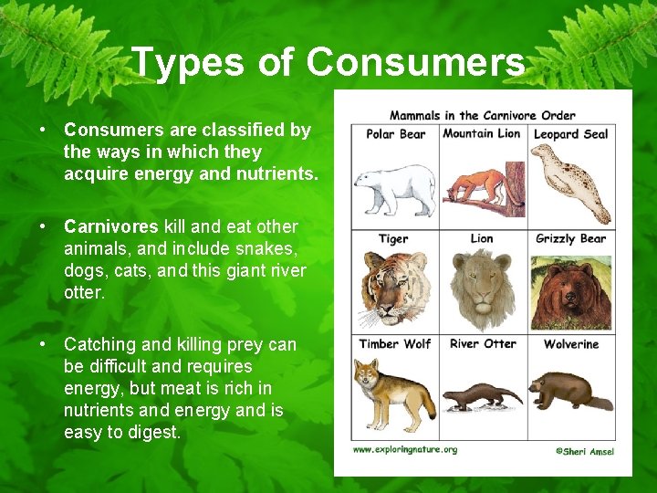 Types of Consumers • Consumers are classified by the ways in which they acquire