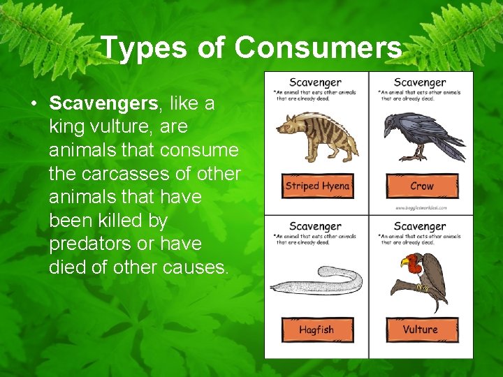 Types of Consumers • Scavengers, like a king vulture, are animals that consume the