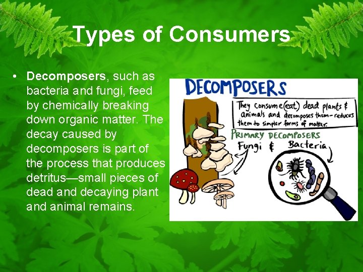 Types of Consumers • Decomposers, such as bacteria and fungi, feed by chemically breaking