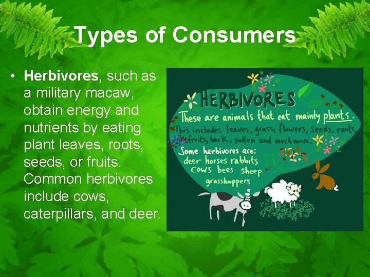 Types of Consumers • Herbivores, such as a military macaw, obtain energy and nutrients