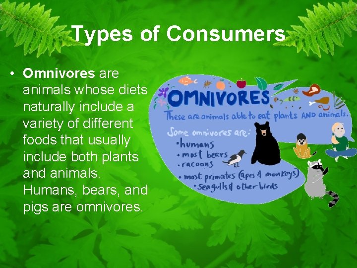 Types of Consumers • Omnivores are animals whose diets naturally include a variety of