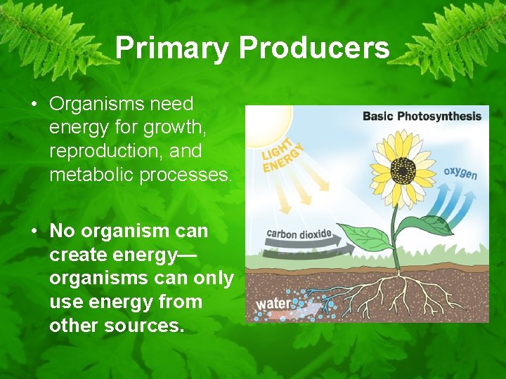 Primary Producers • Organisms need energy for growth, reproduction, and metabolic processes. • No