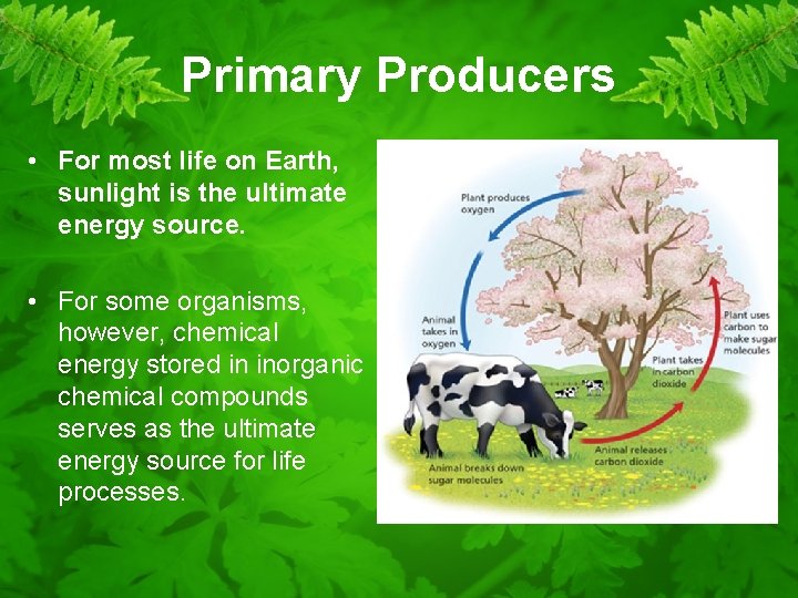 Primary Producers • For most life on Earth, sunlight is the ultimate energy source.