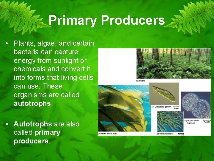 Primary Producers • Plants, algae, and certain bacteria can capture energy from sunlight or