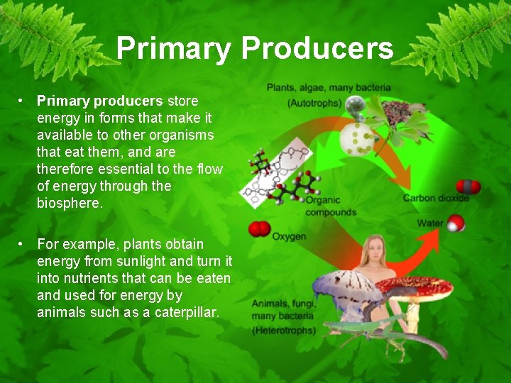 Primary Producers • Primary producers store energy in forms that make it available to