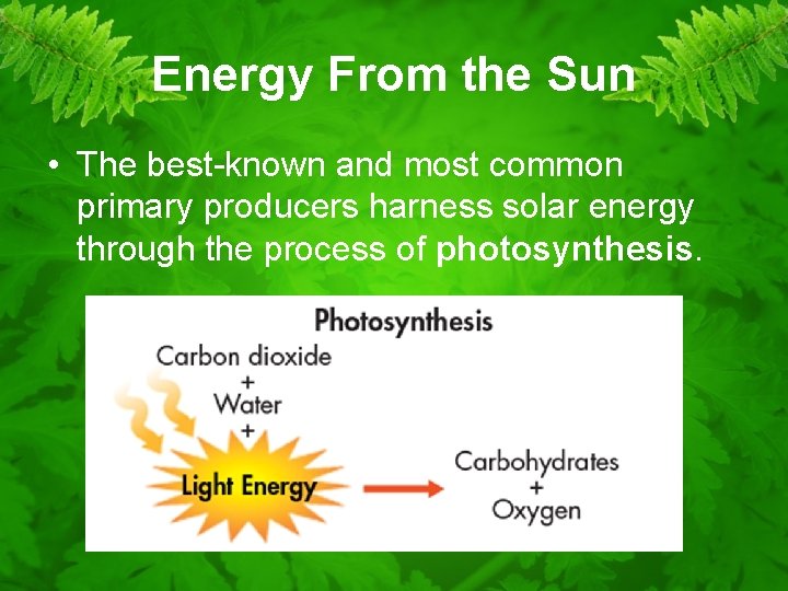 Energy From the Sun • The best-known and most common primary producers harness solar