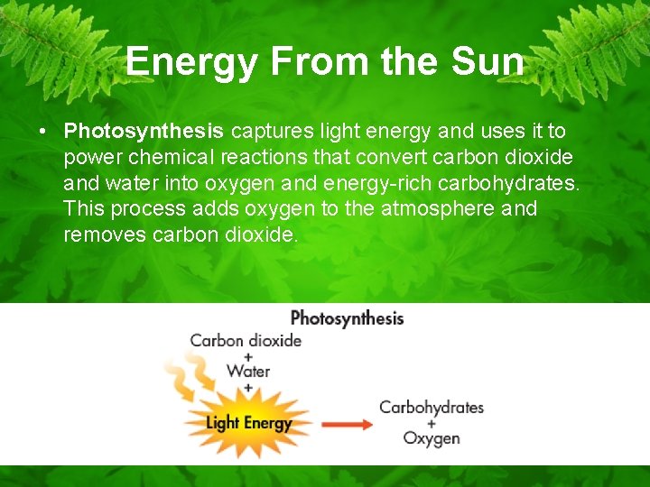 Energy From the Sun • Photosynthesis captures light energy and uses it to power