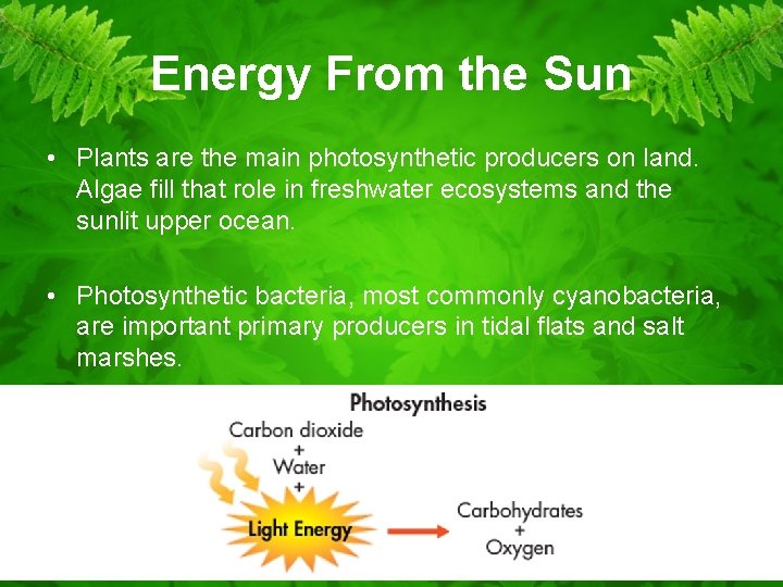 Energy From the Sun • Plants are the main photosynthetic producers on land. Algae