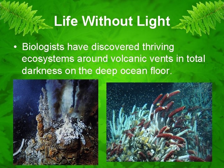 Life Without Light • Biologists have discovered thriving ecosystems around volcanic vents in total