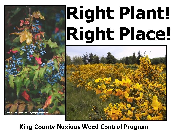 Right Plant! Right Place! http: //wildcraftedmedia. com/oregon_grape. html King County Noxious Weed Control Program