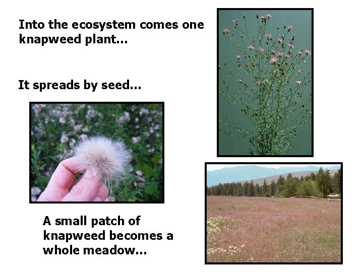 Into the ecosystem comes one knapweed plant… It spreads by seed… A small patch