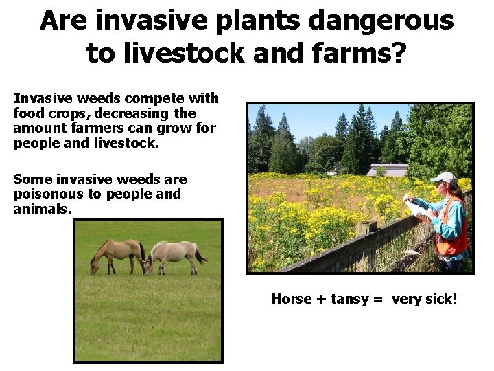 Are invasive plants dangerous to livestock and farms? Invasive weeds compete with food crops,