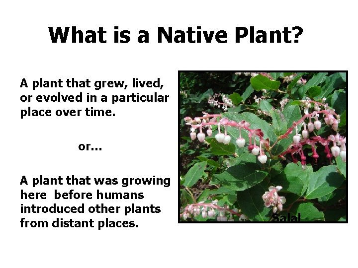What is a Native Plant? A plant that grew, lived, or evolved in a