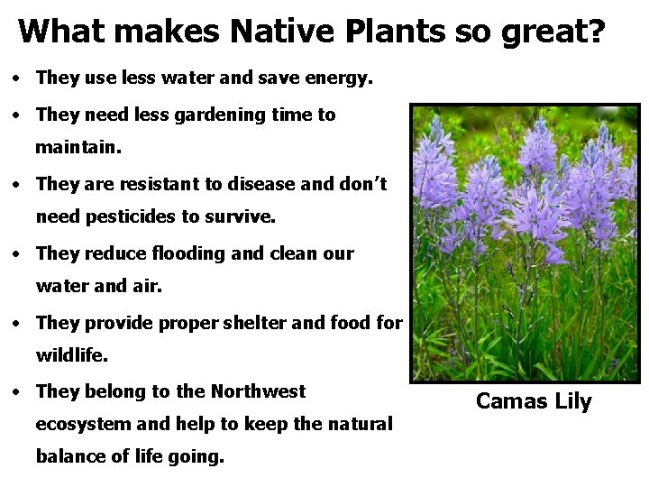 What makes Native Plants so great? • They use less water and save energy.
