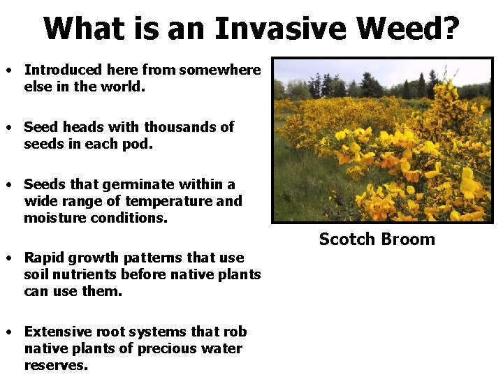 What is an Invasive Weed? • Introduced here from somewhere else in the world.