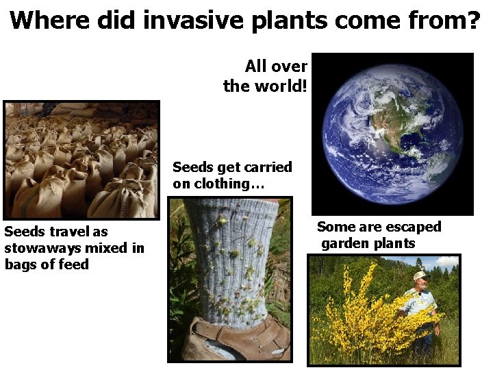 Where did invasive plants come from? All over the world! Seeds get carried on