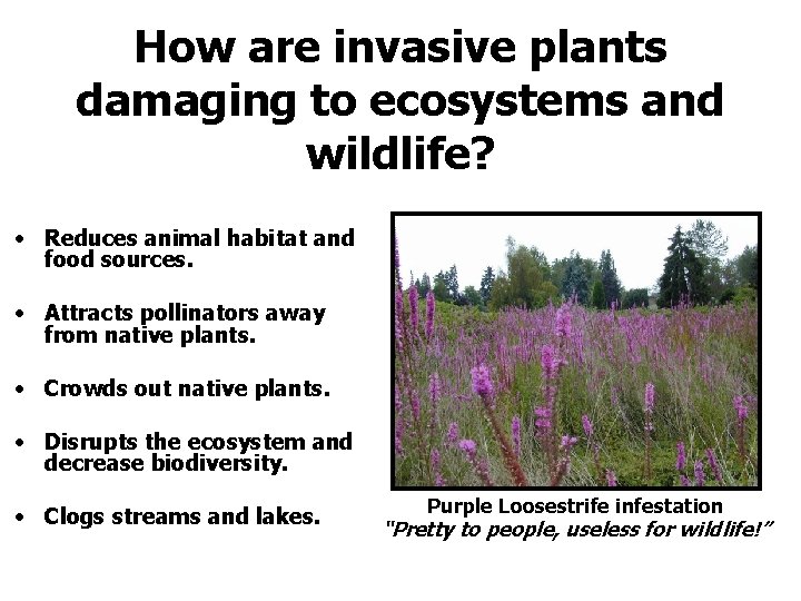 How are invasive plants damaging to ecosystems and wildlife? • Reduces animal habitat and