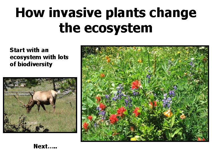 How invasive plants change the ecosystem Start with an ecosystem with lots of biodiversity