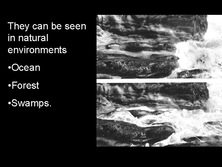 They can be seen in natural environments • Ocean • Forest • Swamps. 