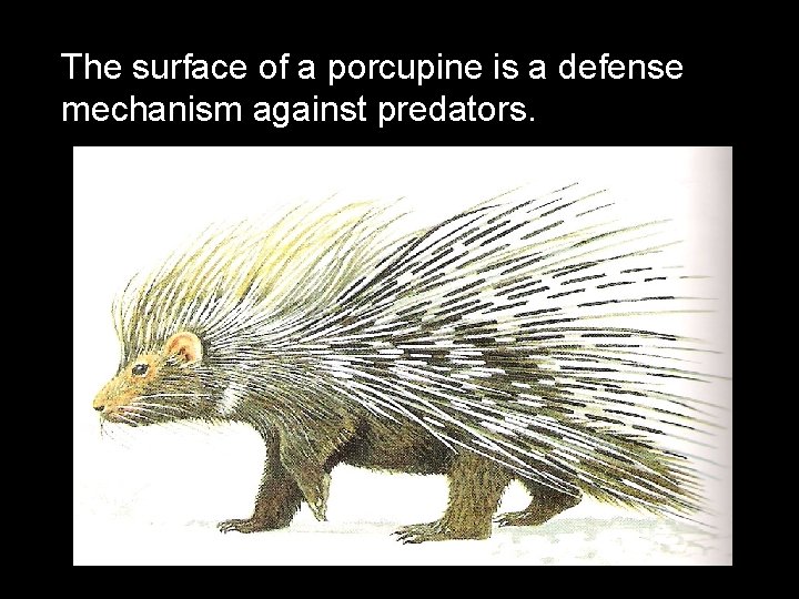 The surface of a porcupine is a defense mechanism against predators. 